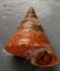 Calliostoma&nbsp;dubium